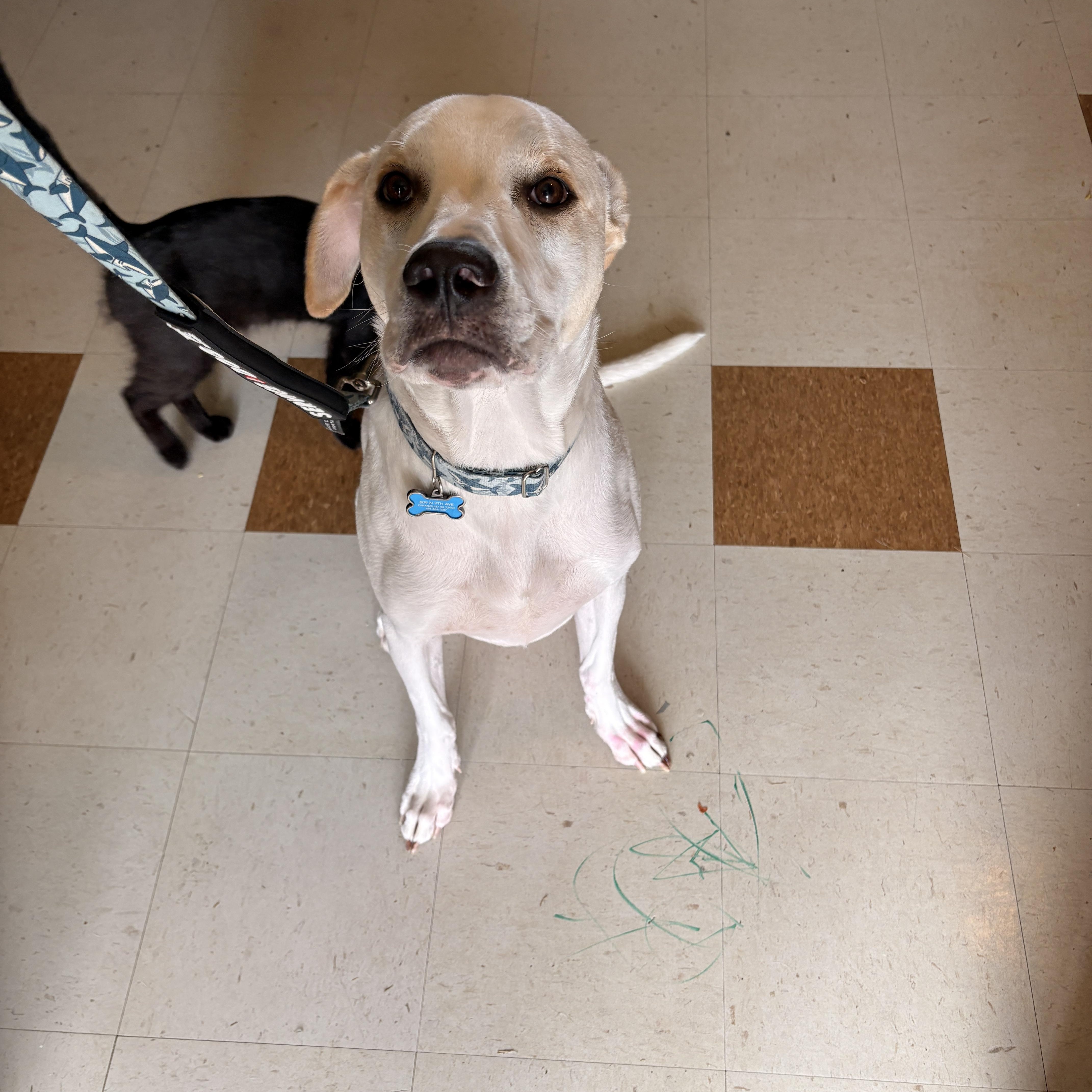 Enlarge Boone, a Adoptable mixed breed in Melbourne, AR image 2/4