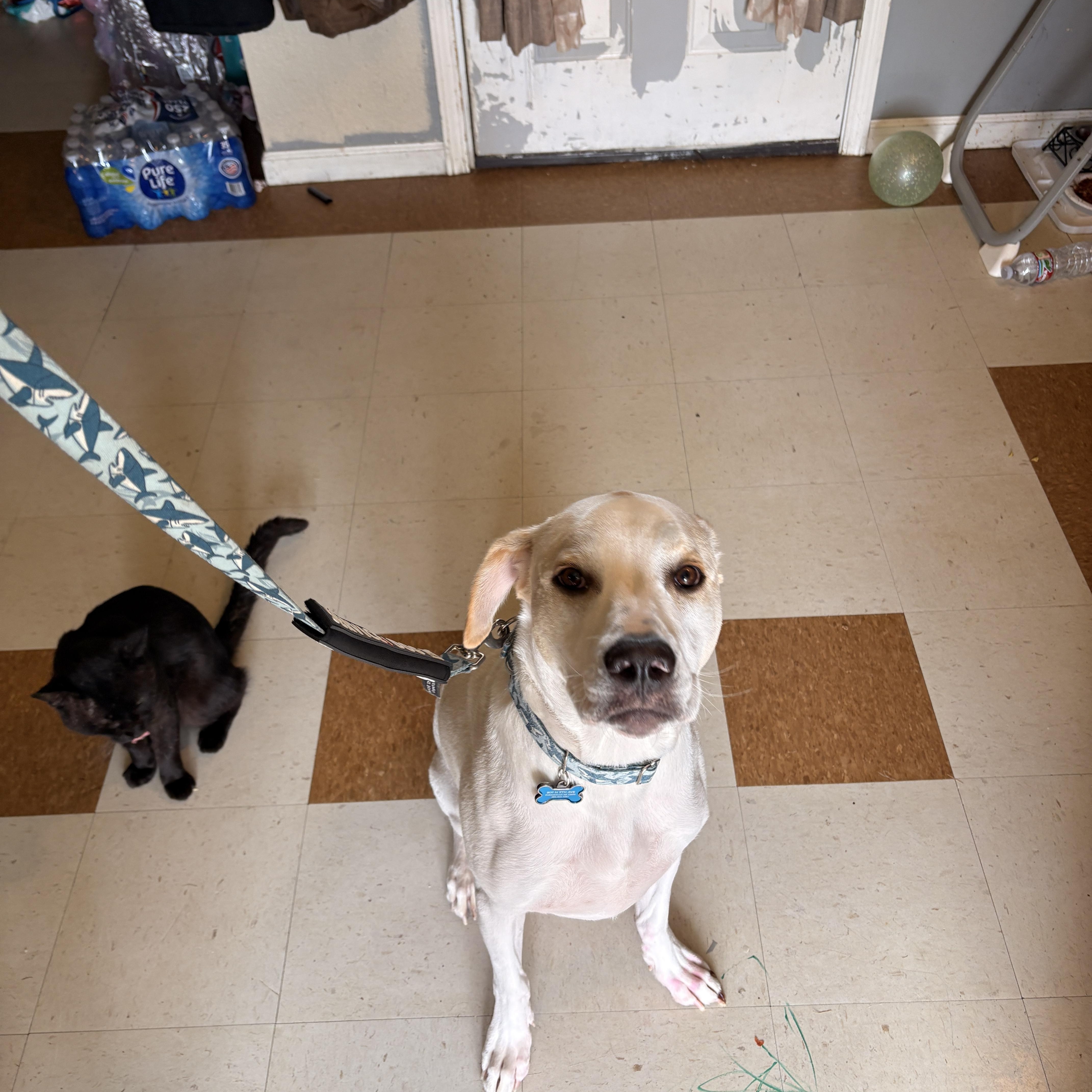 Boone, Adoptable, Young Male Labrador Retriever.
