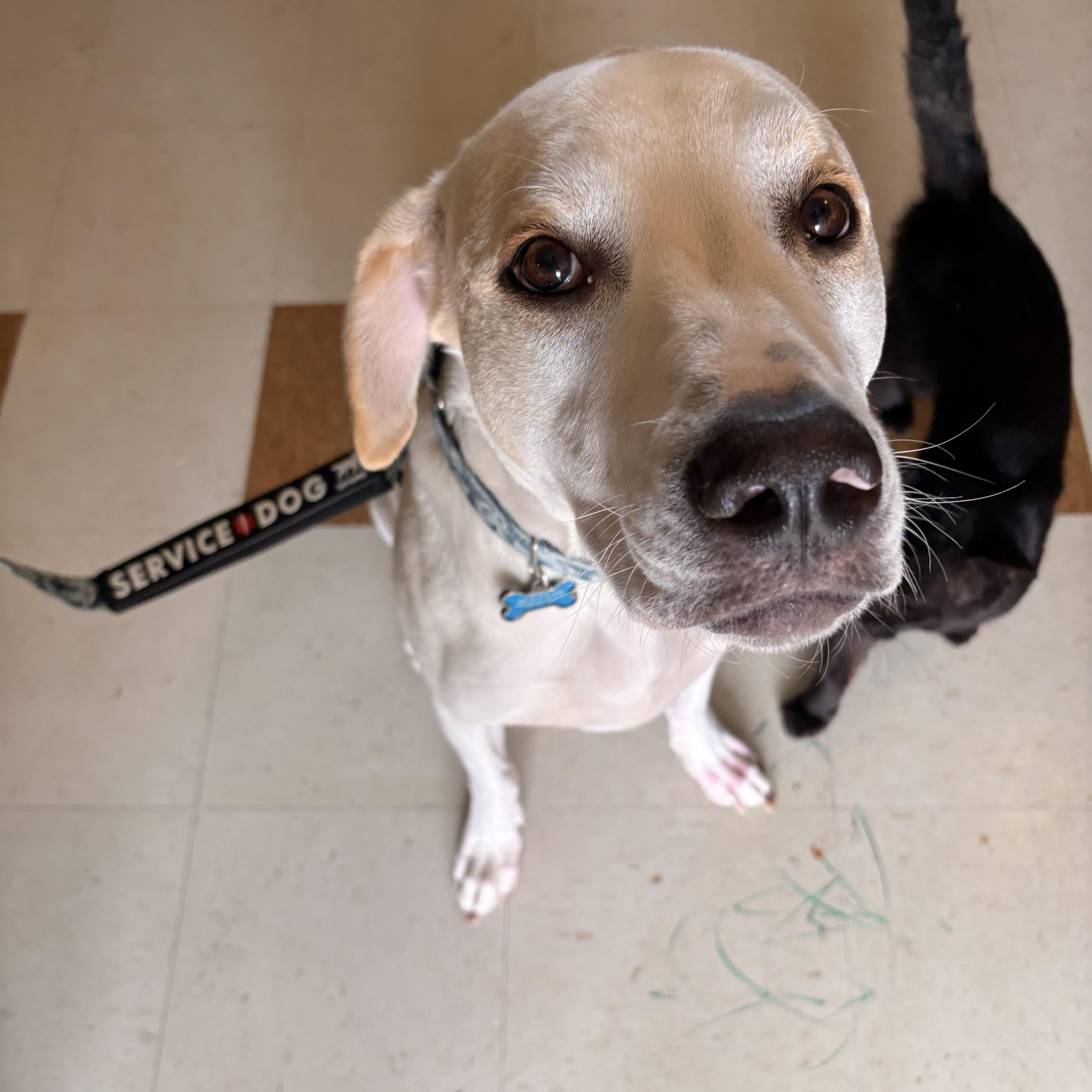 Enlarge Boone, a Adoptable mixed breed in Melbourne, AR image 3/4