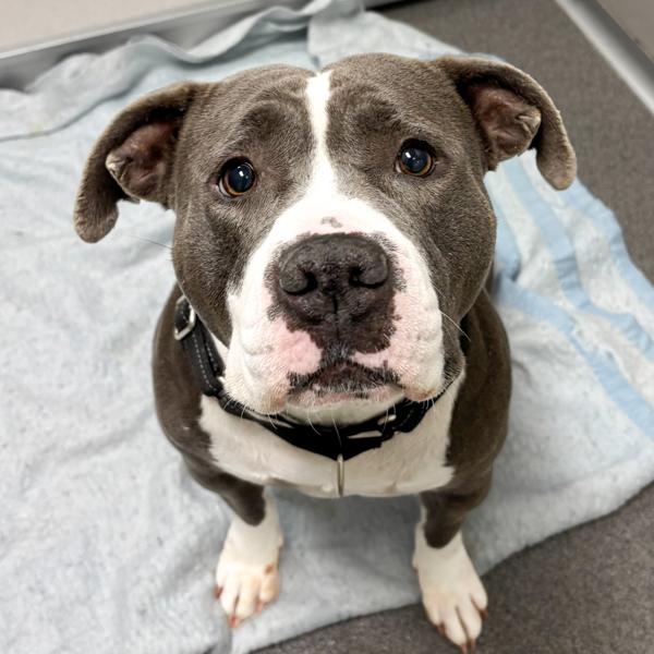 Enlarge Baby, a Adoptable mixed breed in Des Moines, IA image 2/2