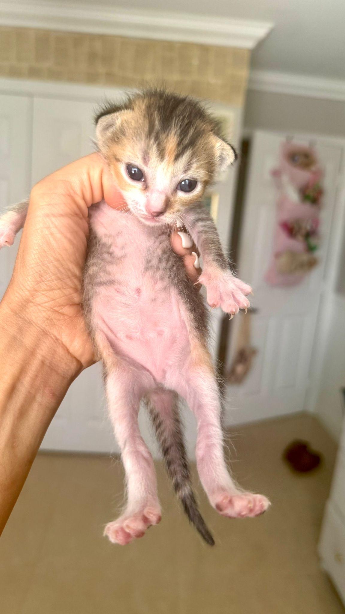 Thalin, Baby Female unknown