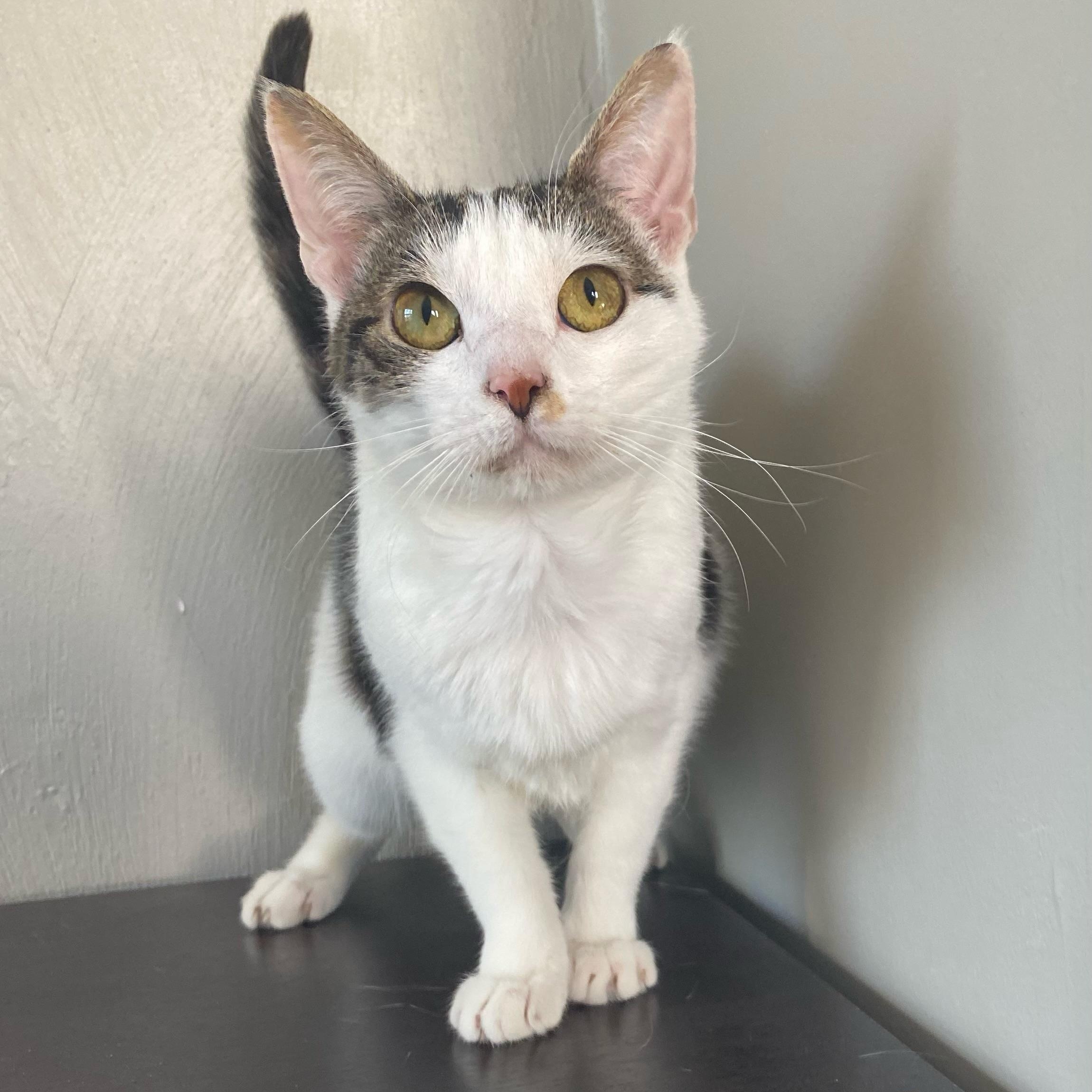 Willow, Adopted, Adult Female Domestic Short Hair.