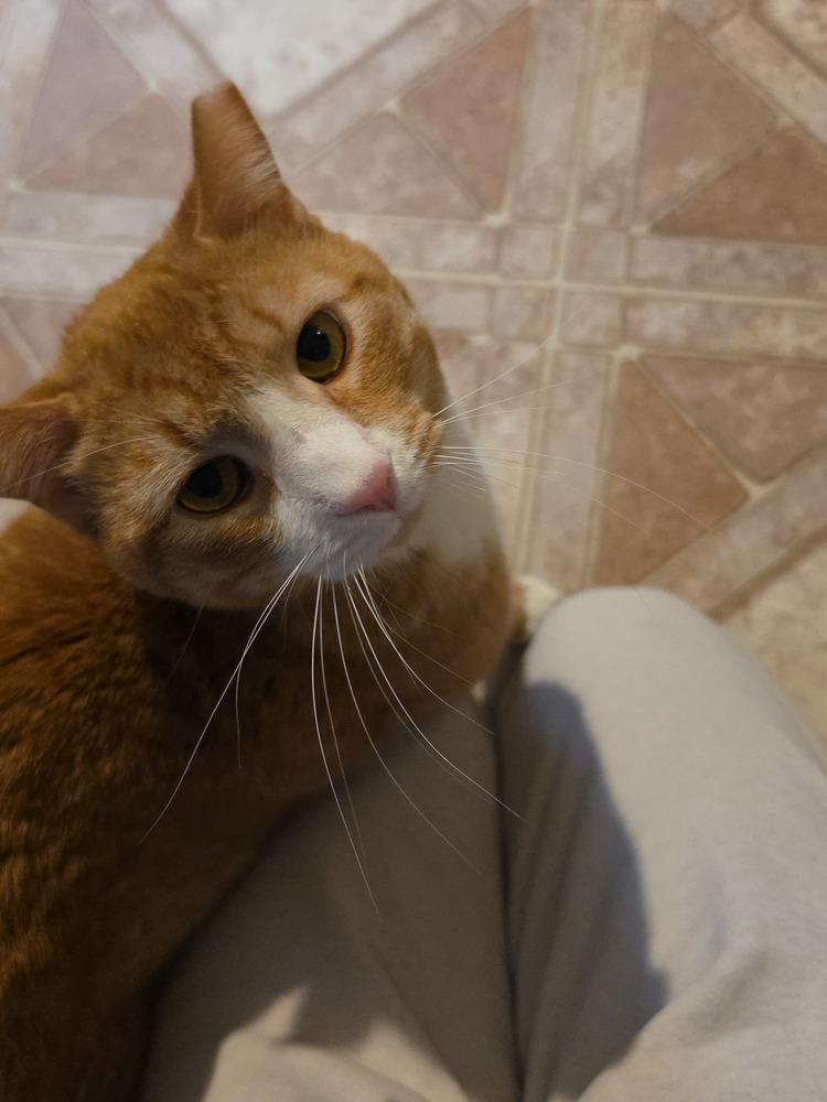 Rusty, Adoptable, Adult Male Domestic Short Hair.