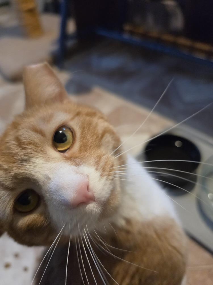 Enlarge Rusty, a Adoptable Domestic Short Hair in Skippack, PA image 2/6