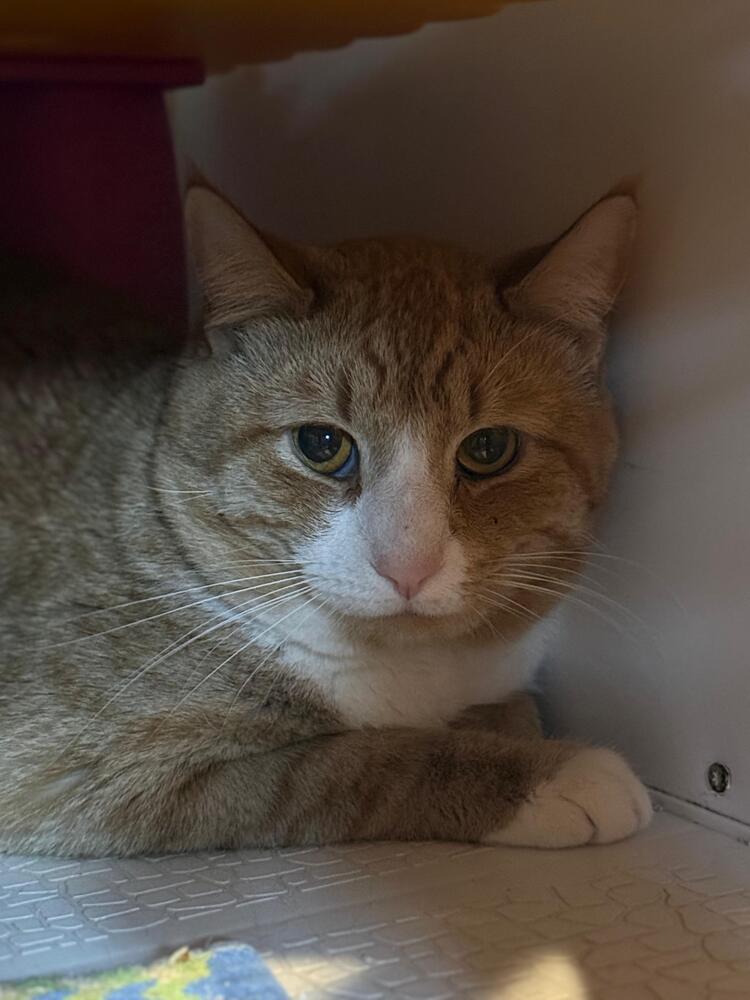 Rusty, a Adoptable Domestic Short Hair in Skippack, PA image 2/3