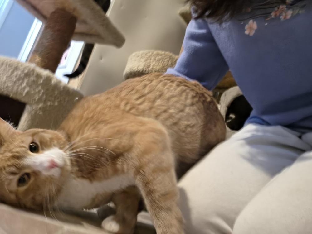 Enlarge Rusty, a Adoptable Domestic Short Hair in Skippack, PA image 5/6