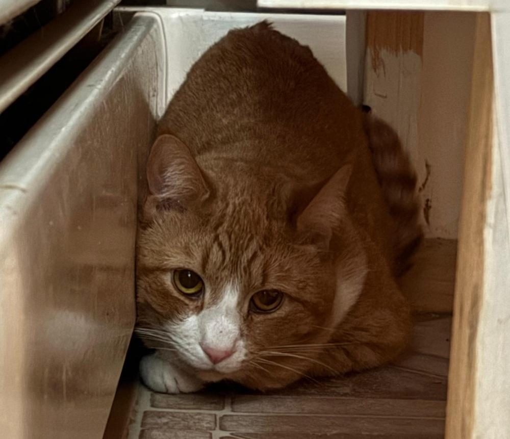 Rusty, a Adoptable Domestic Short Hair in Skippack, PA image 3/3