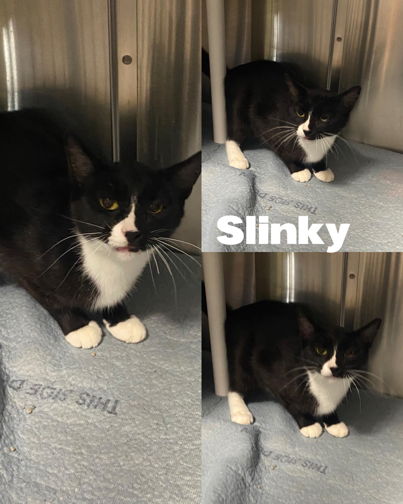 Enlarge Slinky, a Adoptable Domestic Short Hair in Saint James, MO image 2/2