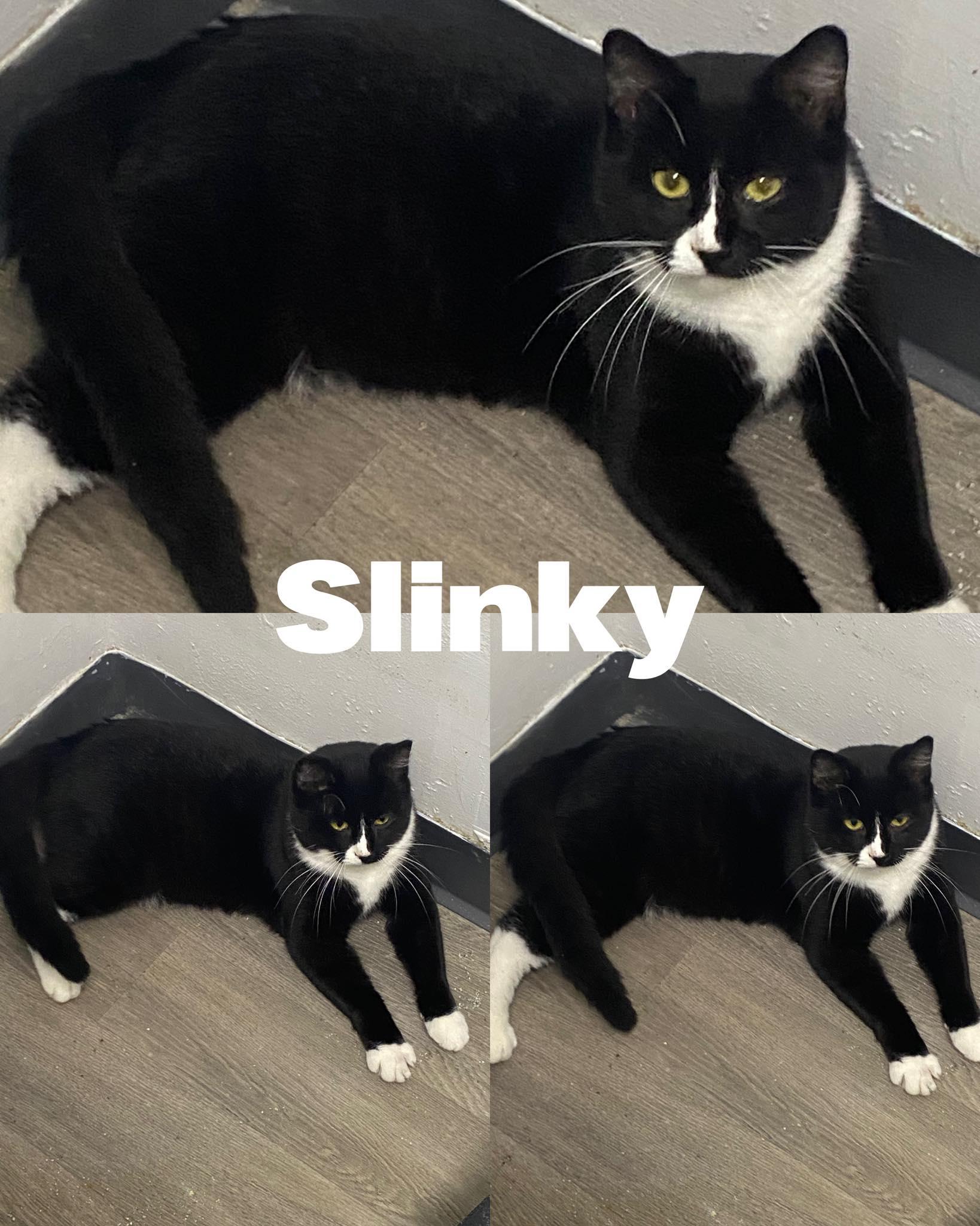 Enlarge Slinky, a Adoptable Domestic Short Hair in Saint James, MO image 1/2