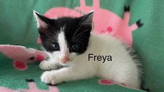 Freya, Adoptable, Kitten Female Domestic Short Hair.