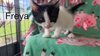 Enlarge Freya, a Adoptable Domestic Short Hair in Oakland Park, FL image 2/3