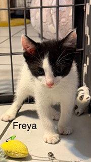 Enlarge Freya, a Adoptable Domestic Short Hair in Oakland Park, FL image 3/3
