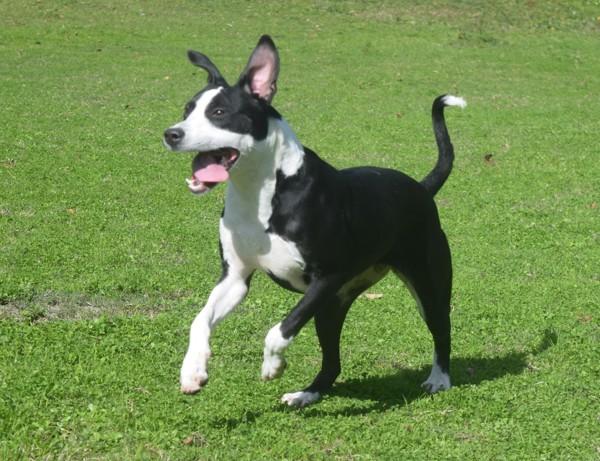 Enlarge Gabby, a Adoptable mixed breed in Mobile, AL image 2/6