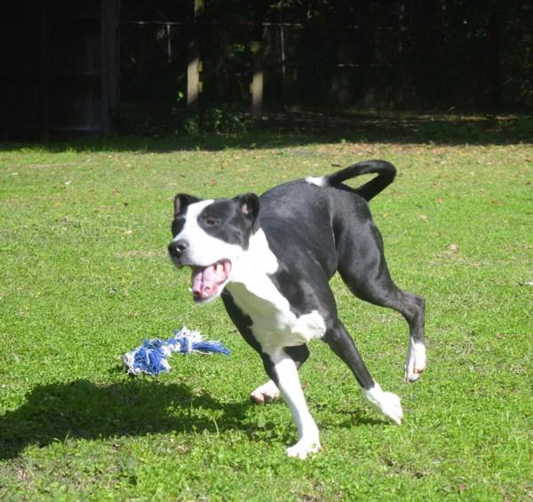 Enlarge Gabby, a Adoptable mixed breed in Mobile, AL image 3/6