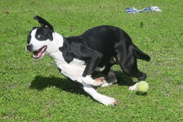 Enlarge Gabby, a Adoptable mixed breed in Mobile, AL image 3/6