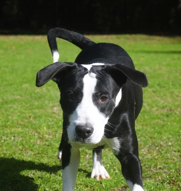 Enlarge Gabby, a Adoptable mixed breed in Mobile, AL image 4/6