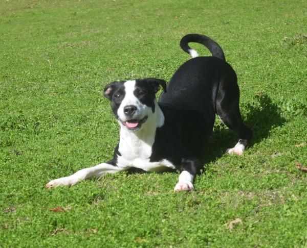 Enlarge Gabby, a Adoptable mixed breed in Mobile, AL image 5/6
