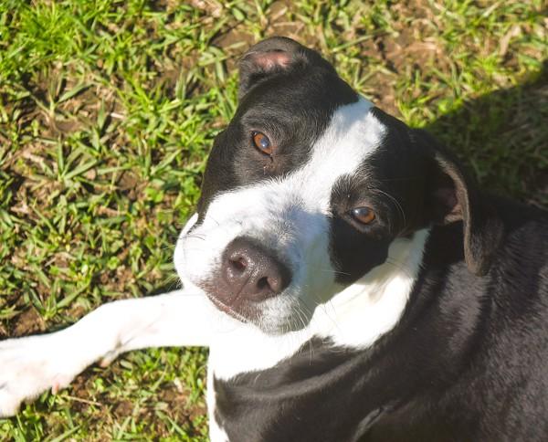 Enlarge Gabby, a Adoptable mixed breed in Mobile, AL image 6/6