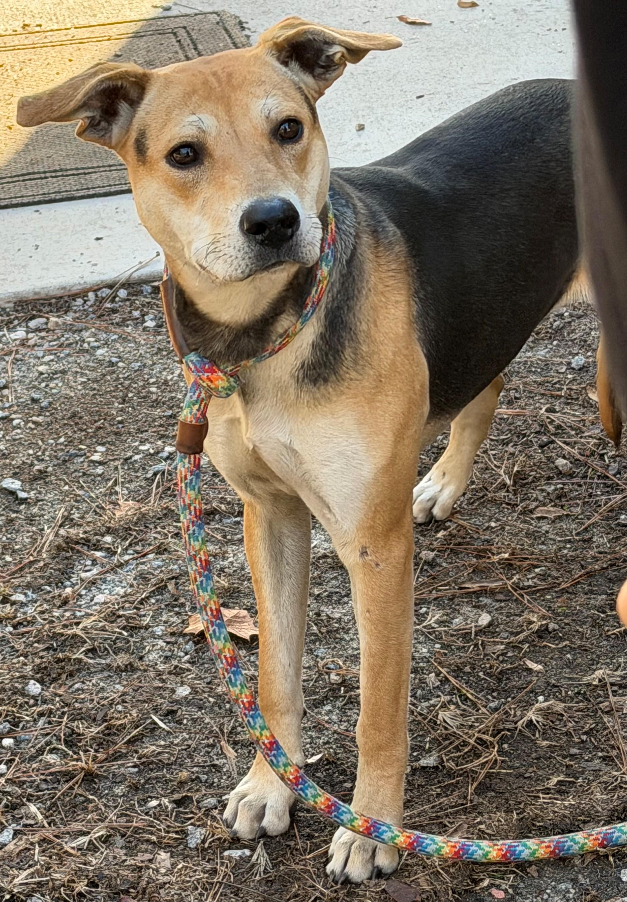 Shirley Houndy Mix Girl Great Family Dog, Adopted, Young Female Hound.