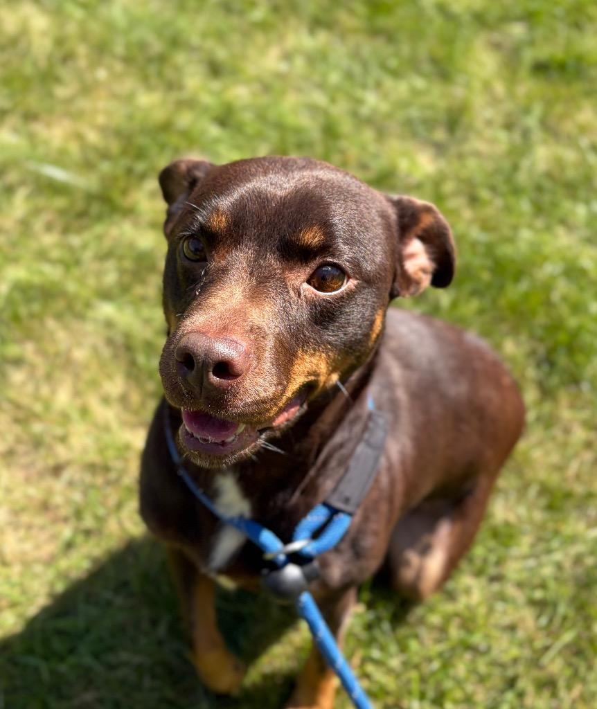BUTTERS, Adoptable, Adult Female Terrier.