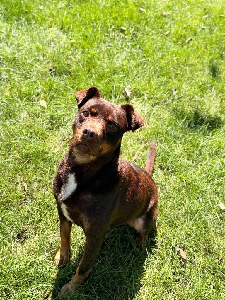 Enlarge BUTTERS, a Adoptable Terrier in Wintersville, OH image 2/6