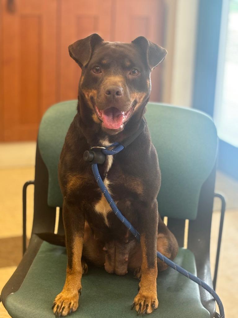 Enlarge BUTTERS, a Adoptable Terrier in Wintersville, OH image 5/6