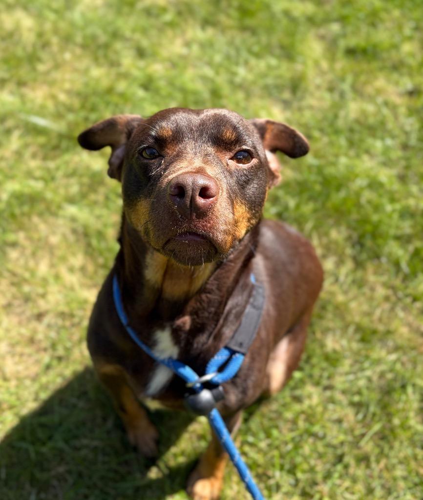 Enlarge BUTTERS, a Adoptable Terrier in Wintersville, OH image 6/6