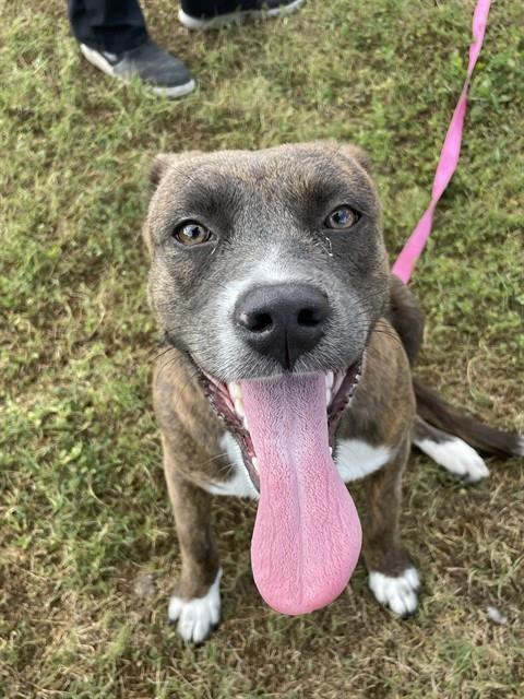 EMPANADA, Adoptable, Young Female Dutch Shepherd & Mixed Breed.