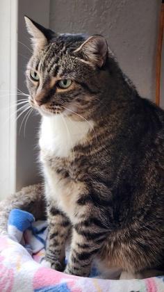 Peanut, Adoptable, Adult Female Domestic Short Hair & Domestic Short Hair.