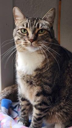 Enlarge Peanut, a Adoptable Domestic Short Hair in El Dorado Hills, CA image 2/3