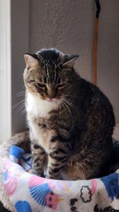 Peanut, a Adoptable Domestic Short Hair in El Dorado Hills, CA image 3/3