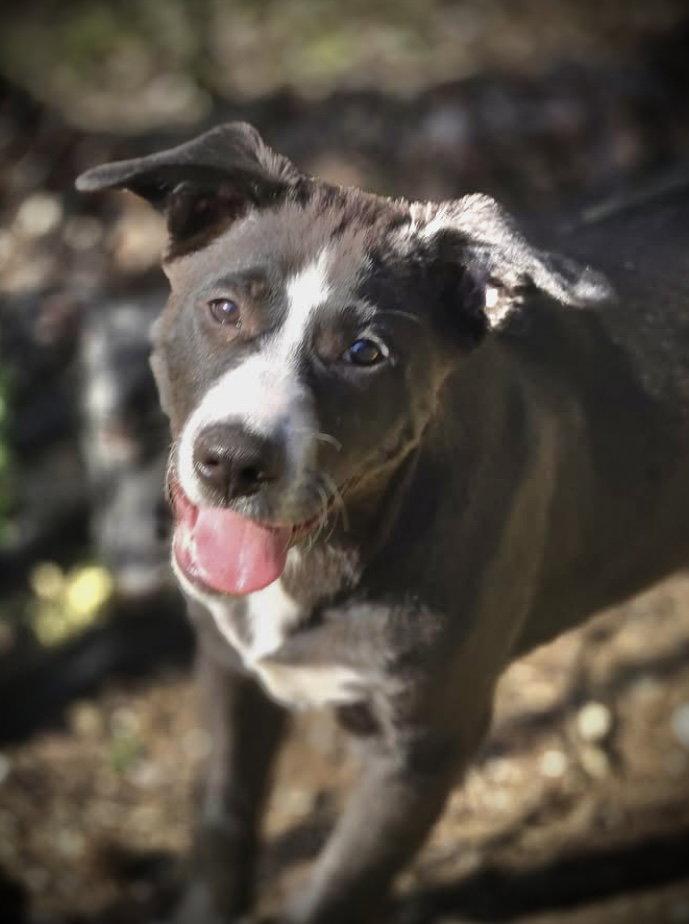 Armor, Adoptable, Puppy Male Border Collie & Labrador Retriever.