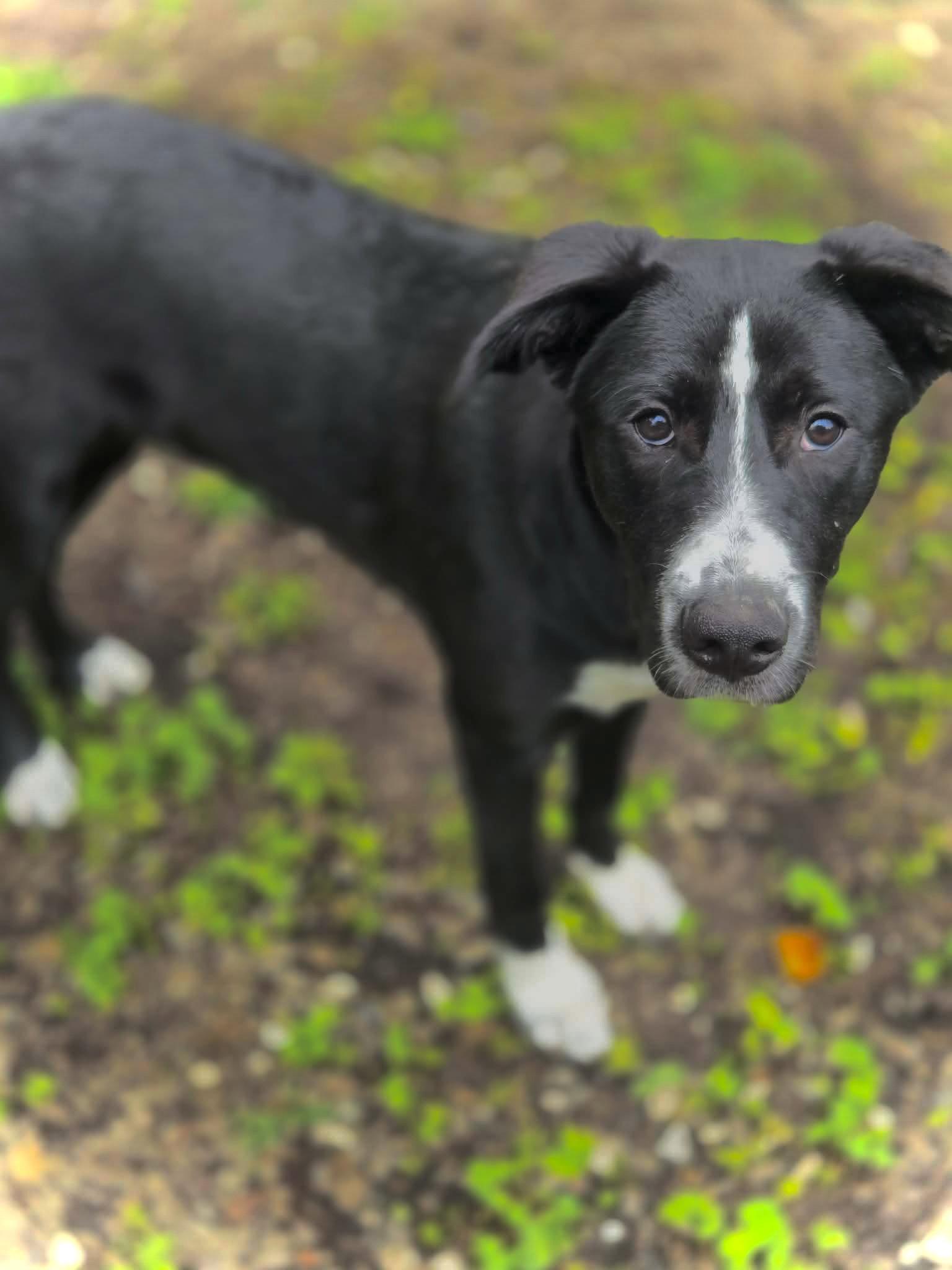 Enlarge Armor, a Adoptable mixed breed in Chatsworth, GA image 2/2