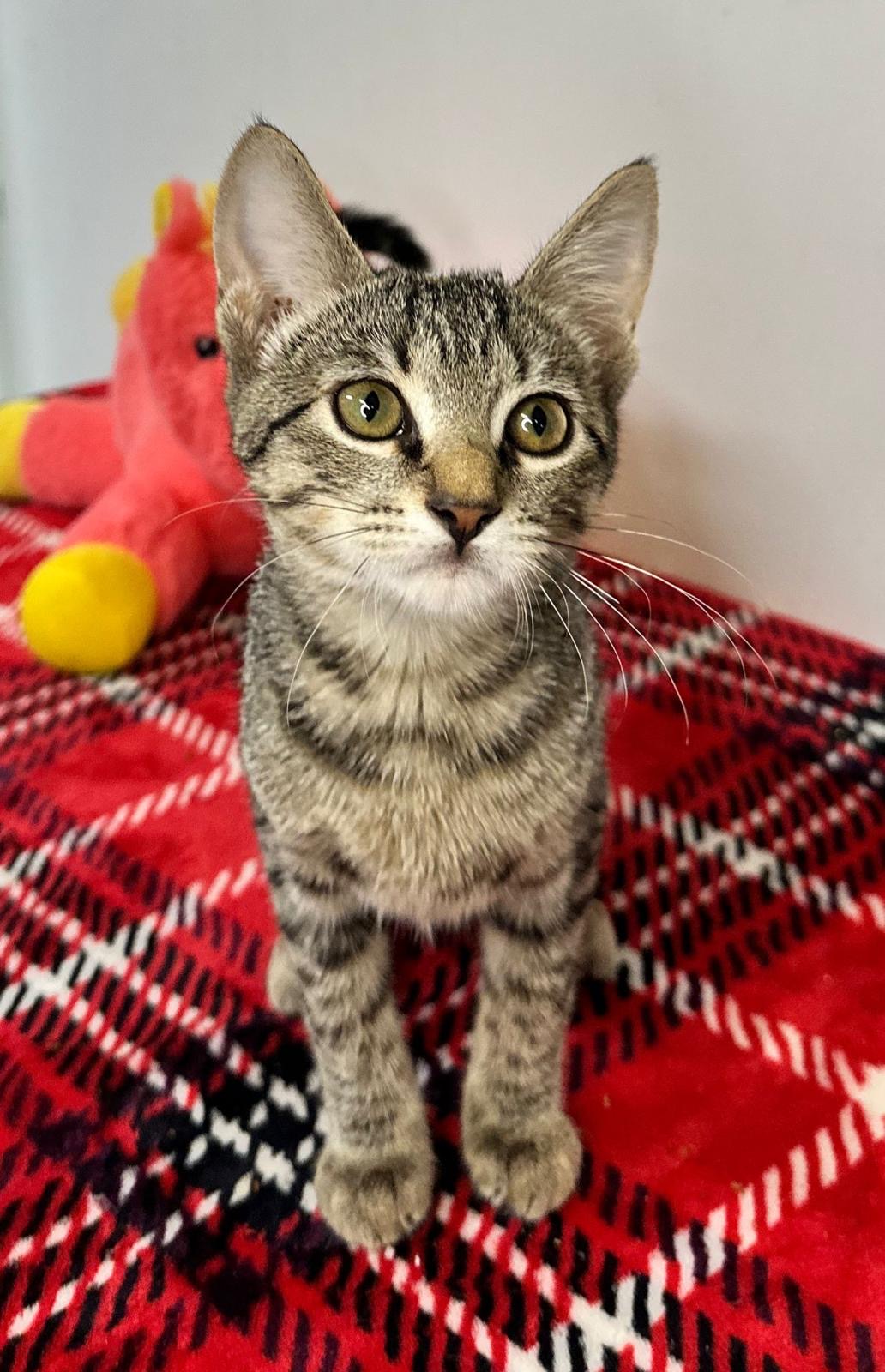 Chevy, Baby Female Domestic Short Hair