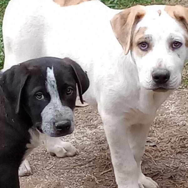 Turner, Adoptable, Puppy Male Labrador Retriever.