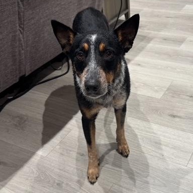 Enlarge Rigatoni, an adopted Australian Cattle Dog / Blue Heeler in Aberdeen, WA image 1/6