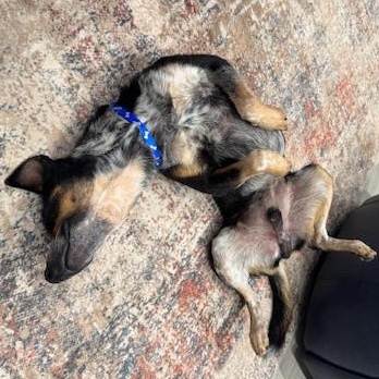 Enlarge Rigatoni, an adopted Australian Cattle Dog / Blue Heeler in Aberdeen, WA image 3/6