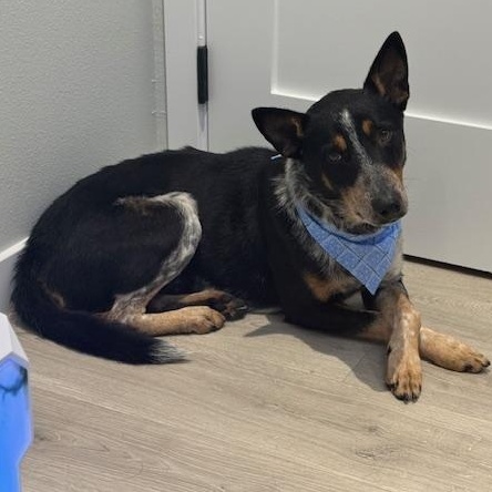 Enlarge Rigatoni, an adopted Australian Cattle Dog / Blue Heeler in Aberdeen, WA image 4/6
