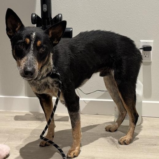 Enlarge Rigatoni, an adopted Australian Cattle Dog / Blue Heeler in Aberdeen, WA image 6/6