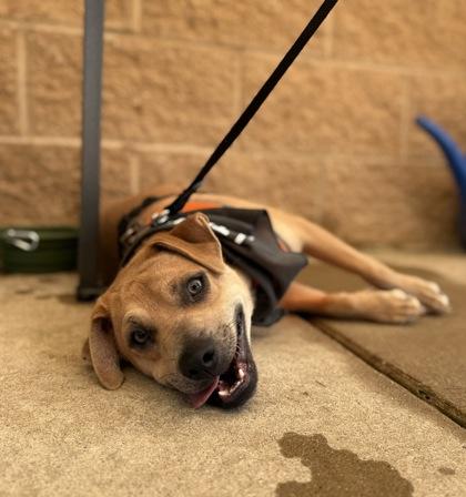 Titan, Adoptable, Young Male Mixed Breed & Mixed Breed.