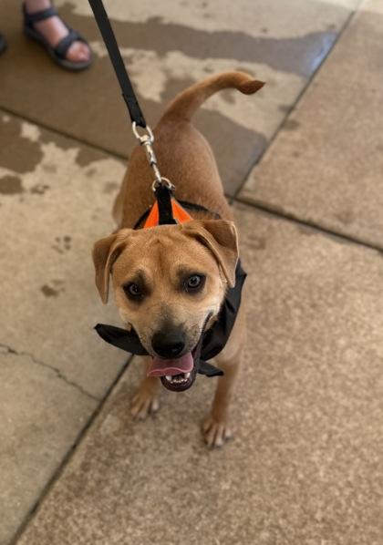 Enlarge Titan, a Adoptable mixed breed in Harbor Springs, MI image 2/2