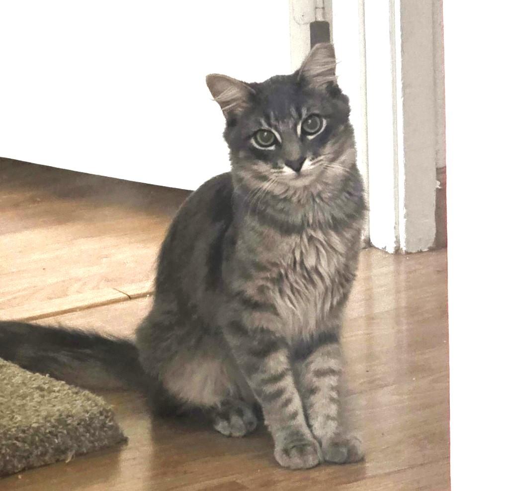 Santana, Adoptable, Young Male American Shorthair & Maine Coon.
