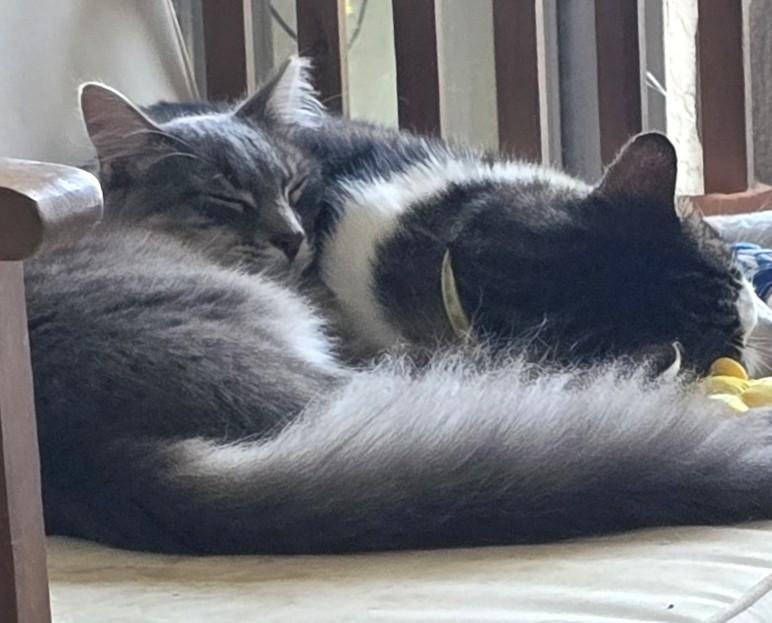 Santana, a Adoptable mixed breed in San Diego, CA image 3/4