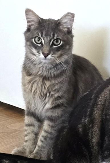 Santana, a Adoptable mixed breed in San Diego, CA image 4/4