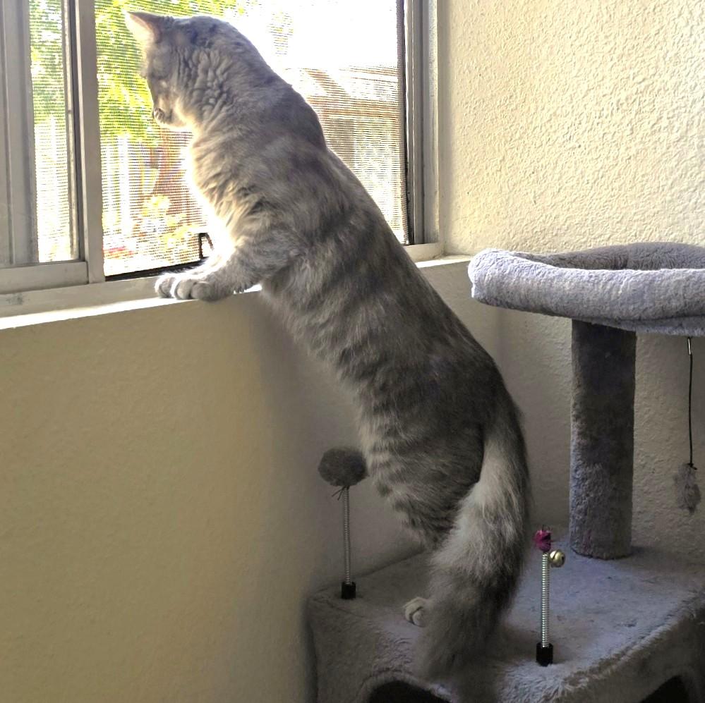 Santana, a Adoptable mixed breed in San Diego, CA image 2/4