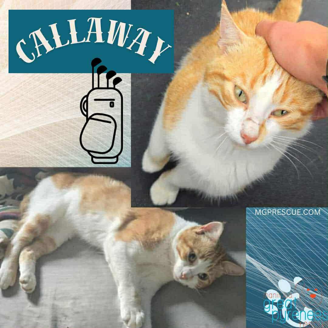 Callaway, an adoptable Domestic Short Hair in New Bothwell, MB, R0A 1C0 | Photo Image 1