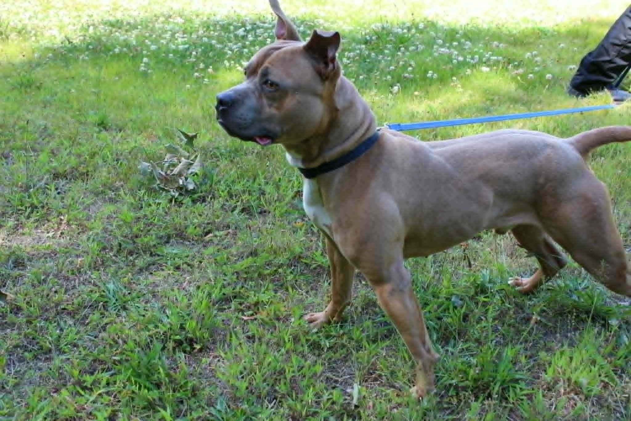 Enlarge Tank, a ADOPTABLE Pit Bull Terrier in Brockton, MA image 2/4