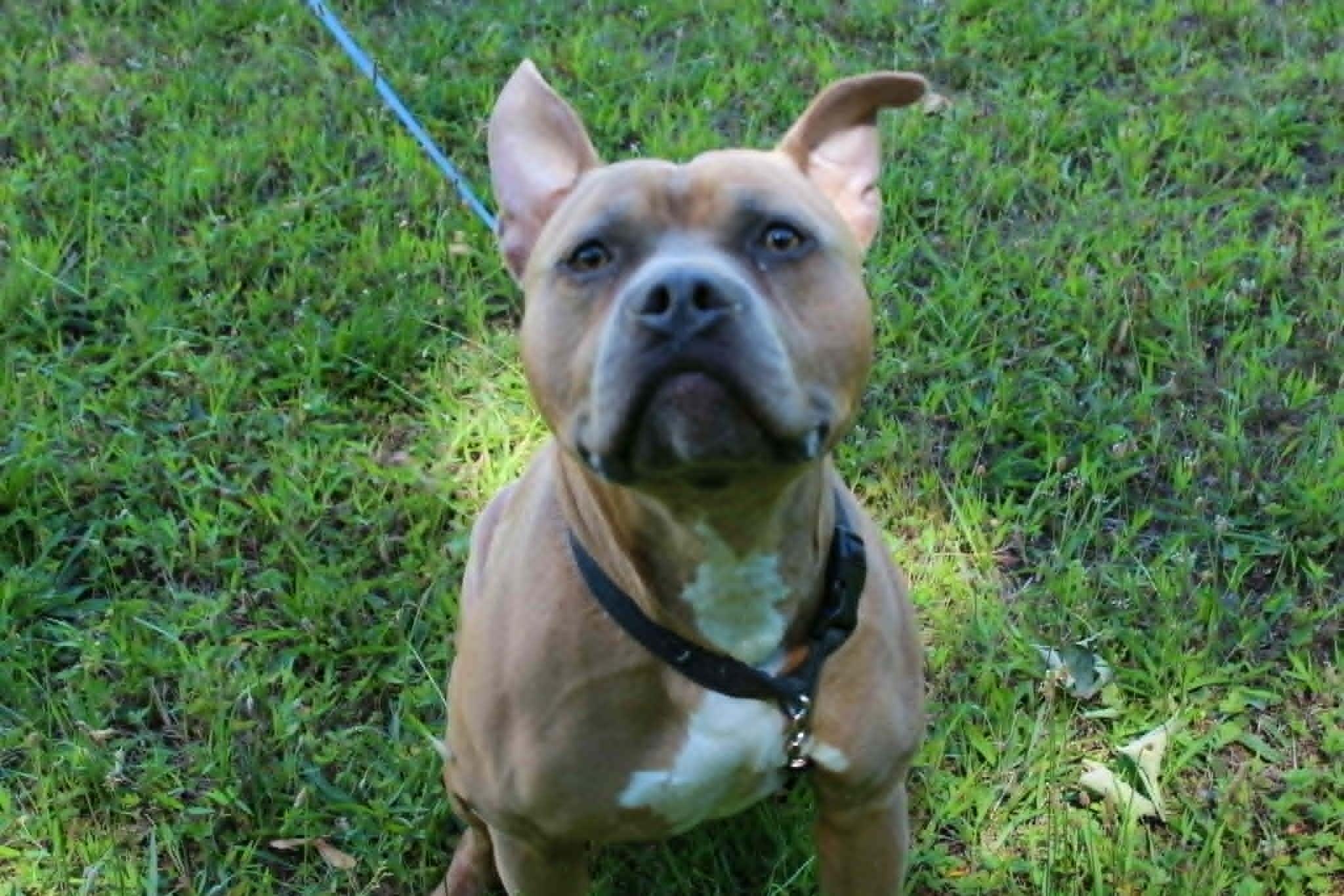 Enlarge Tank, a ADOPTABLE Pit Bull Terrier in Brockton, MA image 4/4