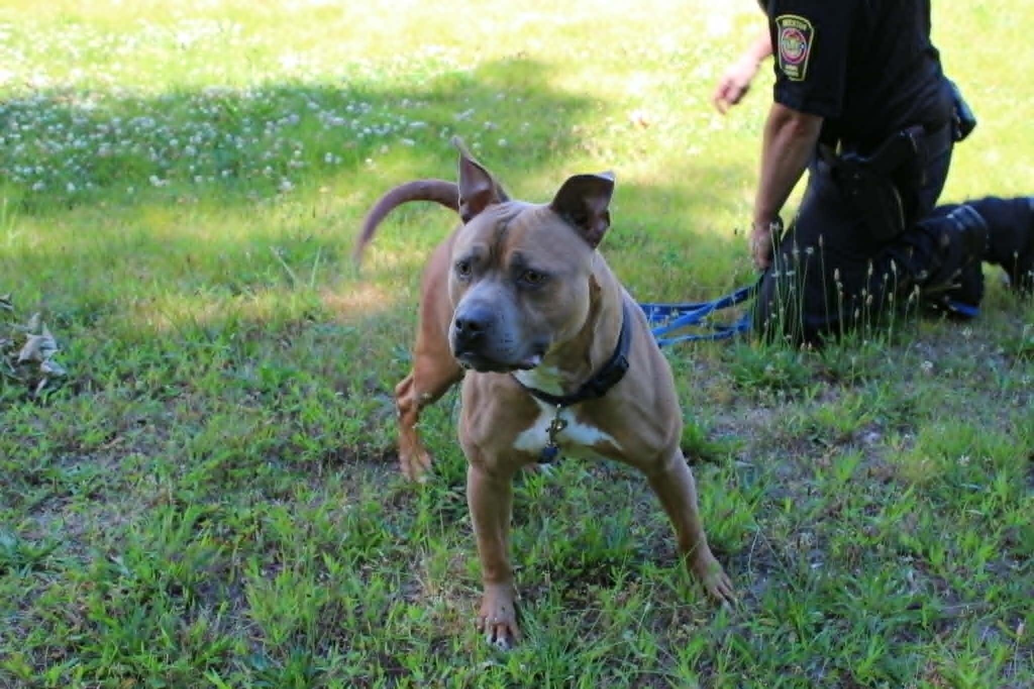 Enlarge Tank, a ADOPTABLE Pit Bull Terrier in Brockton, MA image 3/4