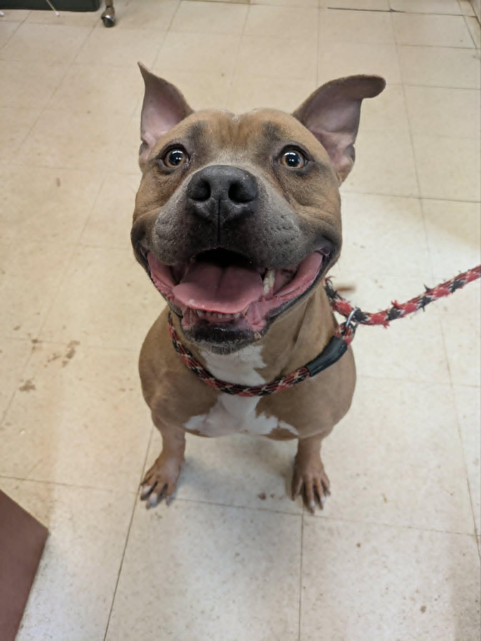 Tank, ADOPTABLE, Young Male Pit Bull Terrier.